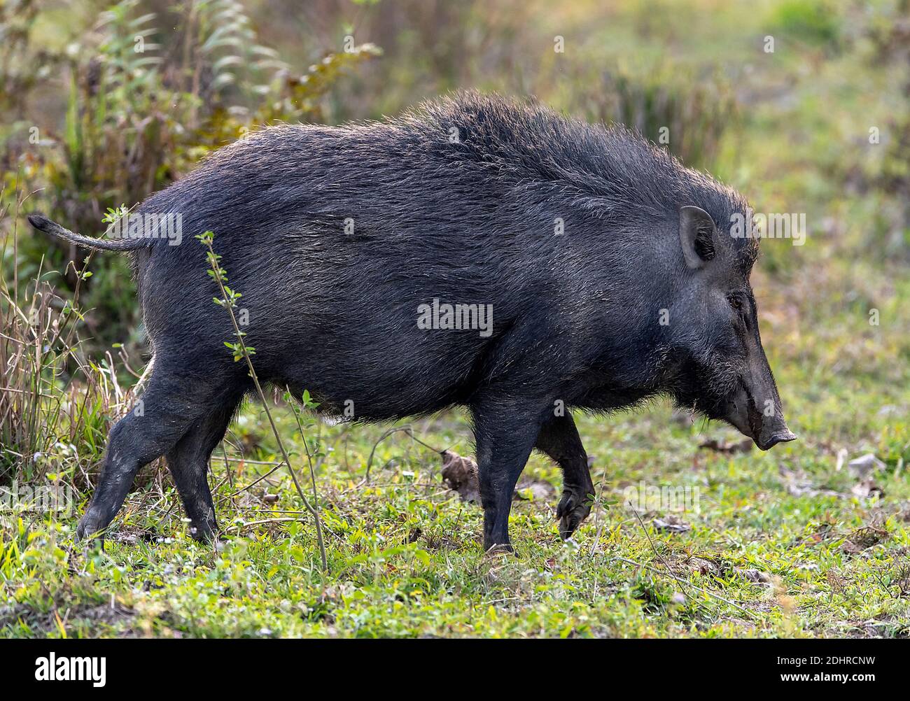 Wildschwein (Sus scrofa) aus dem Kaziranga-Nationalpark, Assam, Nordostindien. Stockfoto