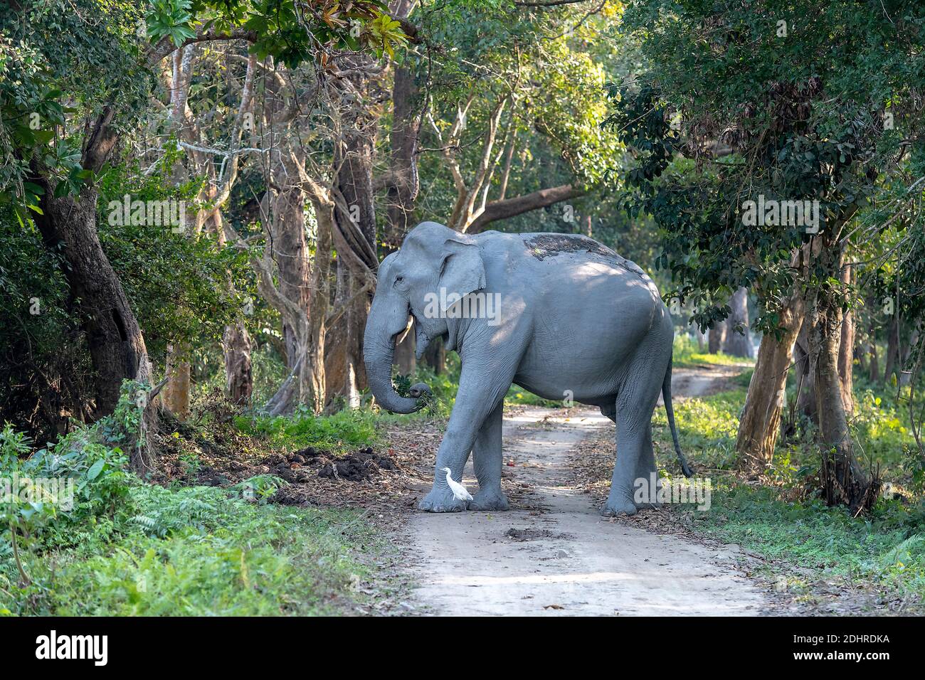 Wilder indischer Elefant (Elephas maximus indicus) überquert die Straße im Wald des Kaziranga National Park, Assam, Nordostindien. Stockfoto