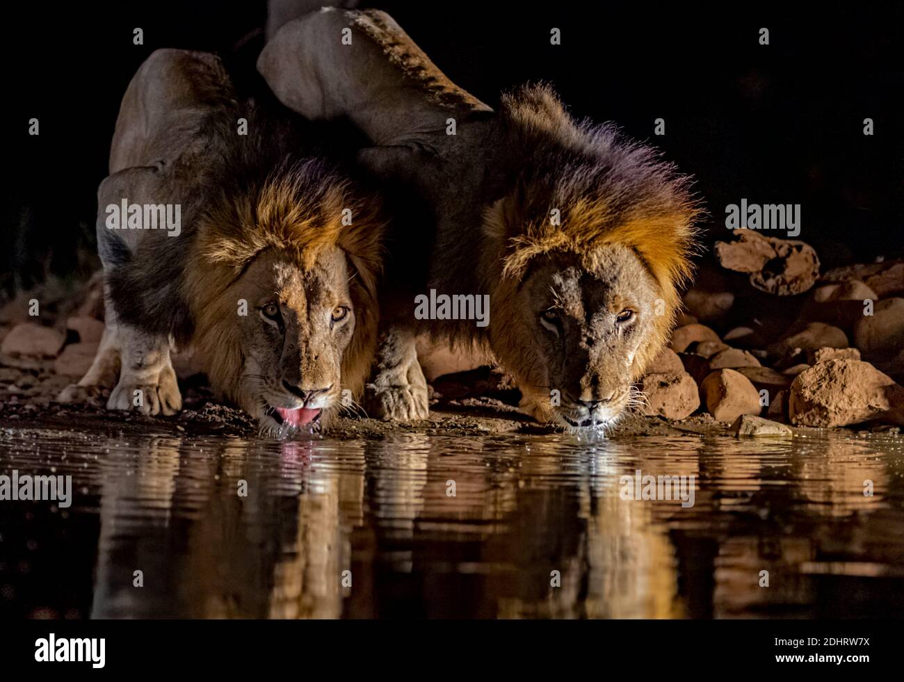 Männliche Löwen trinken in Zimanga private Reserve, Südafrika. Stockfoto