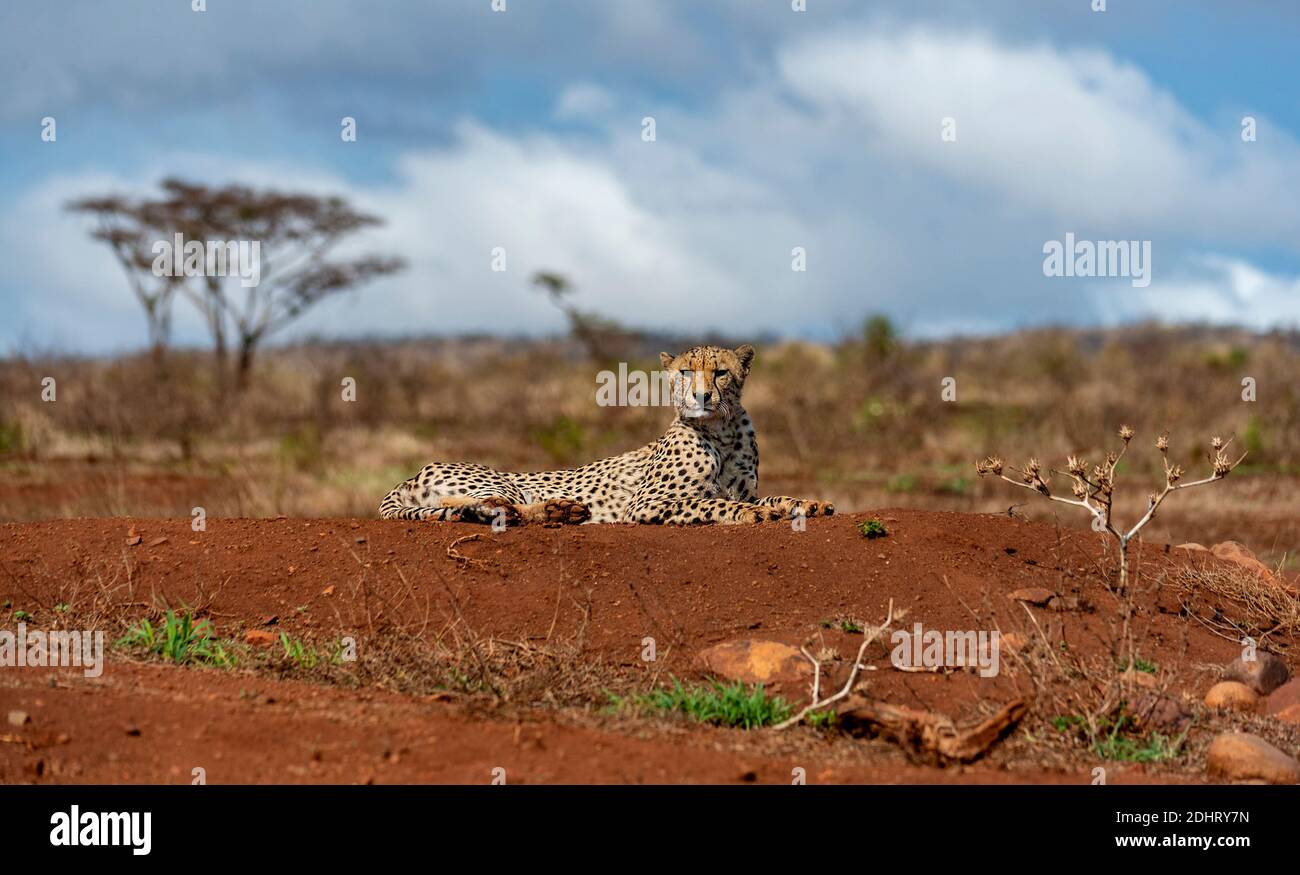 Männlicher Gepard (Acinonyx jubatus) aus Zimanga Private Reserve, Südafrika. Stockfoto