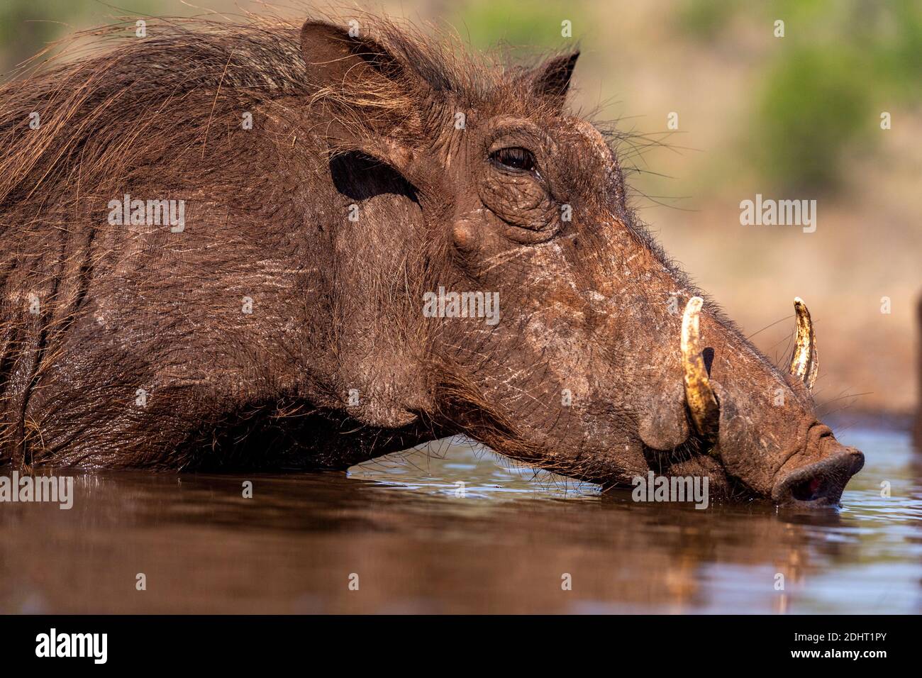 Warthog ((Phacochoerus africanus) Abkühlen und Trinken in einem Teich in Zimanga, Südafrika. Stockfoto