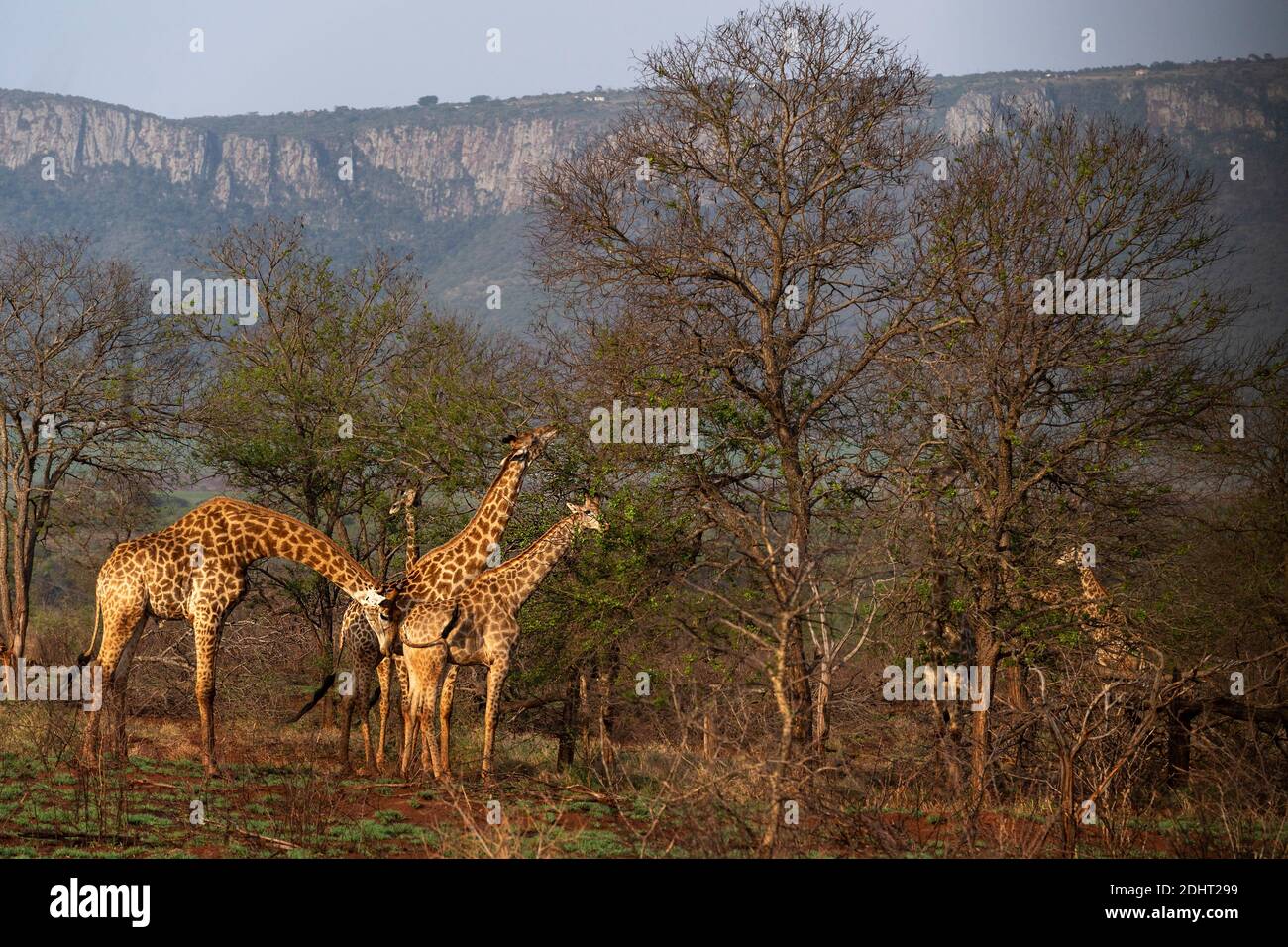 Südafrikanische Giraffen (Giraffa giraffa giraffa) aus Zimanga, Südafrika. Stockfoto