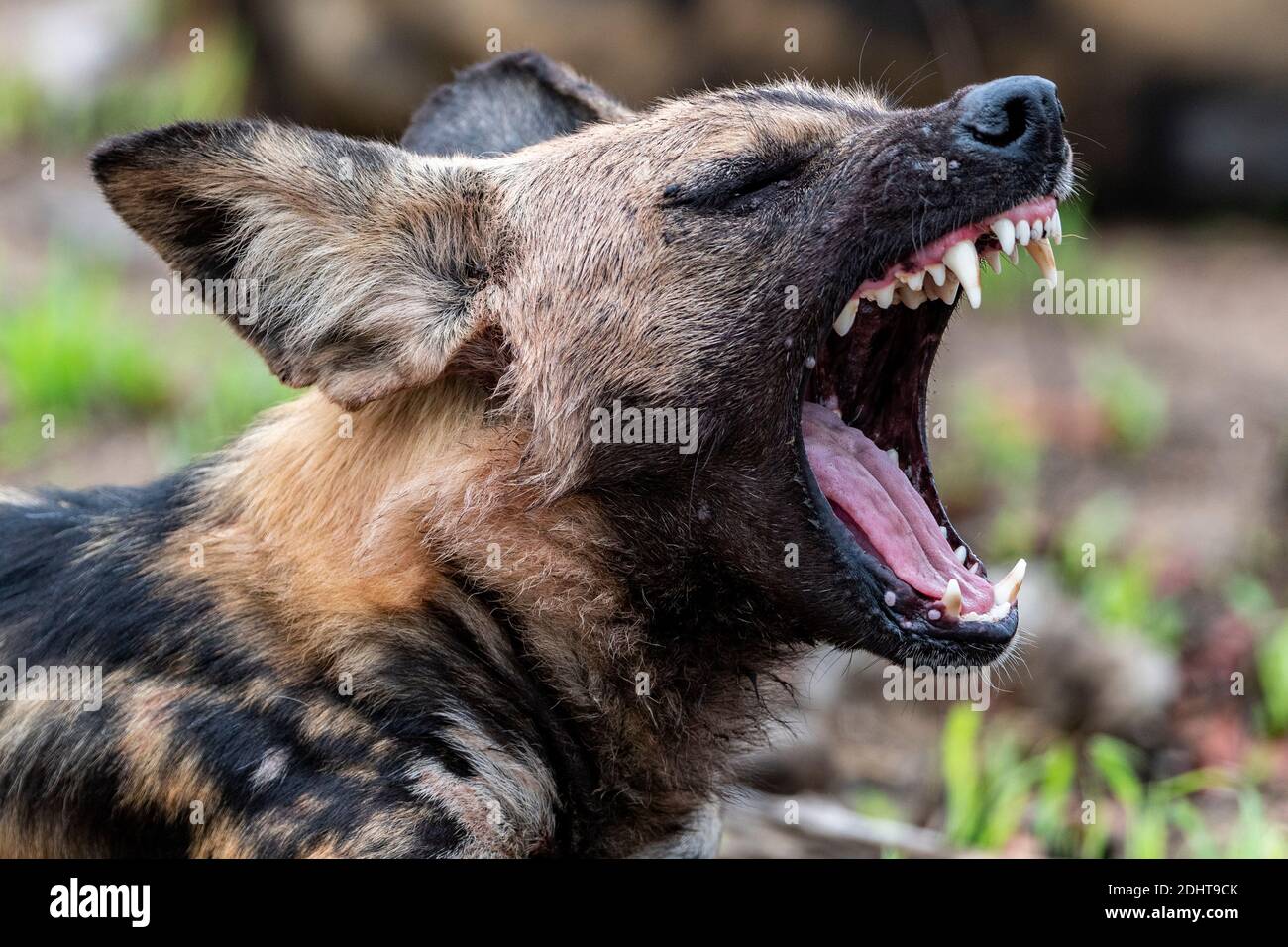 Verschlafene afrikanische Wildhund (Lycano pictus) aus dem Krüger NP, Südafrika. Stockfoto