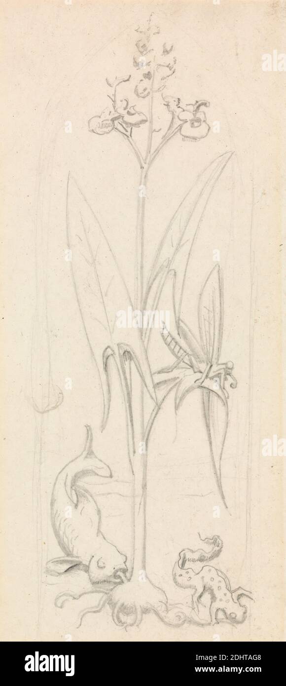 Buntglasstudie, Wasserpflanze mit Grasshopper, Fisch und Newt, Sir John Everett Millais, 1829–1896, britisch, undatiert, Graphit auf mäßig dickem, leicht strukturiertem, cremefarbenem Wove-Papier, Blatt: 5 5/8 x 2 1/2 Zoll (14.3 x 6.3 cm), Tierkunst, botanisches Subjekt, Fisch, Heuschrecke, Molch Stockfoto