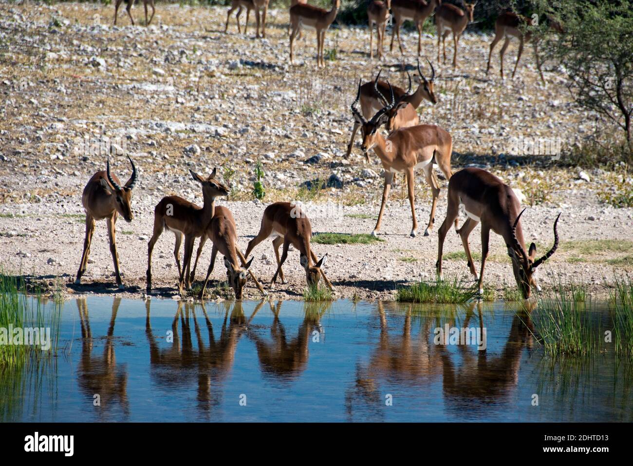 Impala trinken an der Wasserstelle im Onguma Bush Camp, eine Hütte mit eigenem Naturschutzgebiet vor den Toren der Etosha Nationalpark, Namibia. Stockfoto