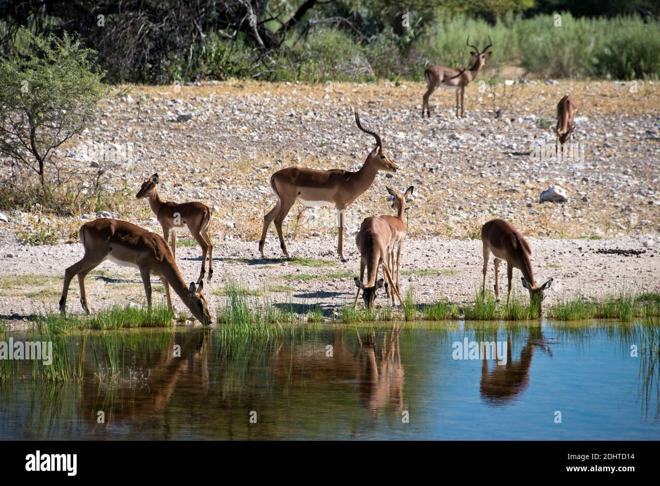 Impala trinken an der Wasserstelle im Onguma Bush Camp, eine Hütte mit eigenem Naturschutzgebiet vor den Toren der Etosha Nationalpark, Namibia. Stockfoto