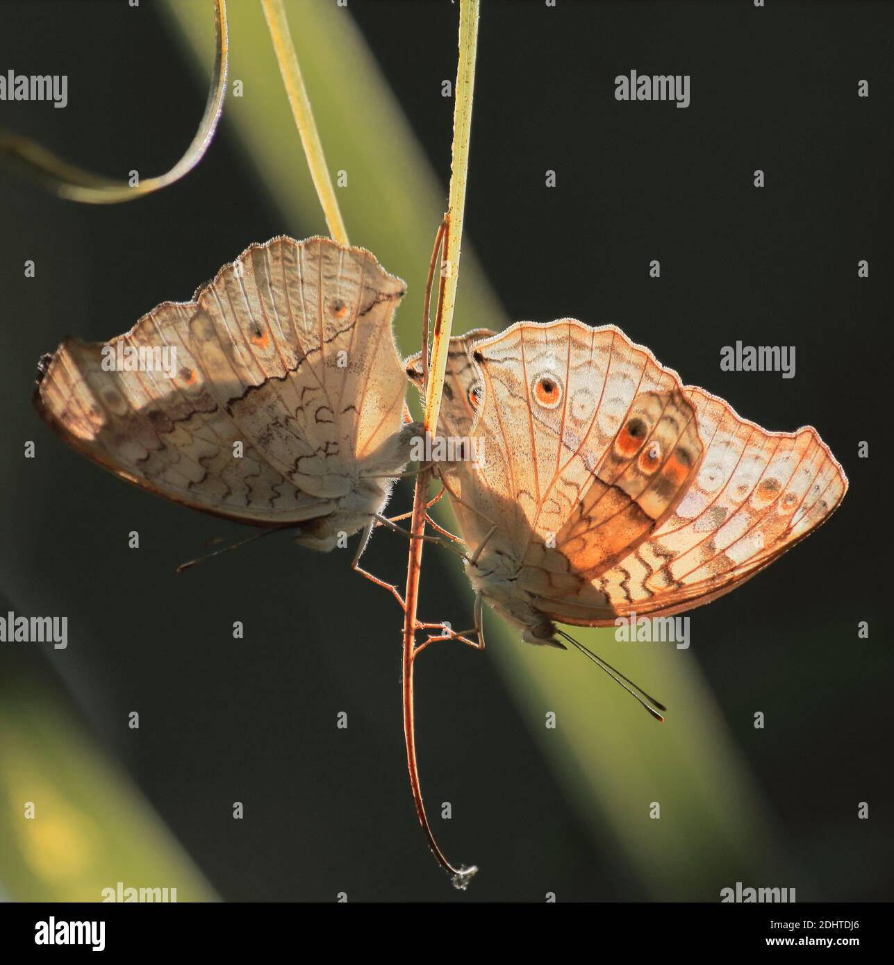 orientalisch grauer Stiefmütterchen-Schmetterling (Wacholonien-Atlites), der im Sommer paart, Regenwald von westbengalen, indien Stockfoto