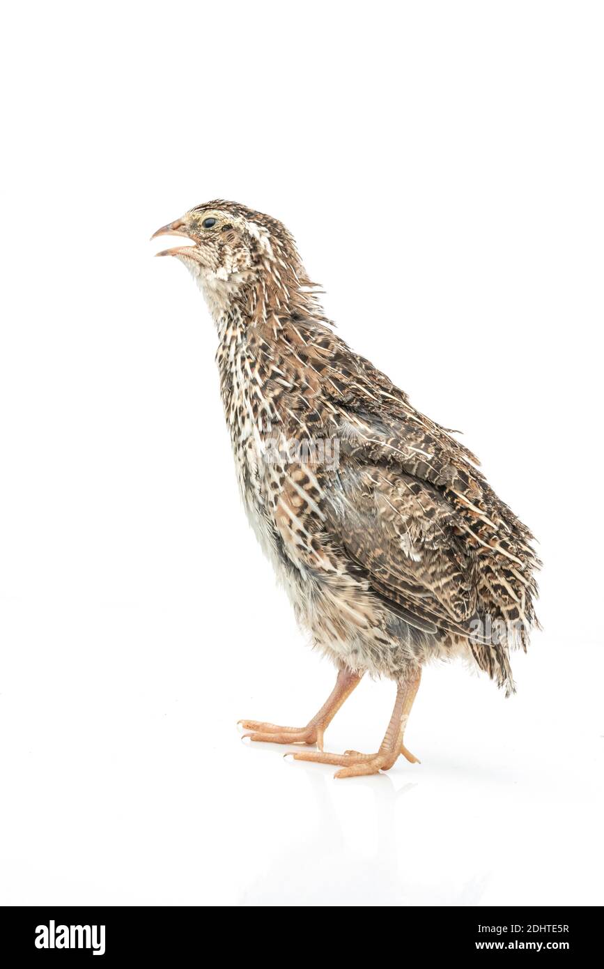 Isolierte japanische Wachtel auf weißem Hintergrund. Stockfoto