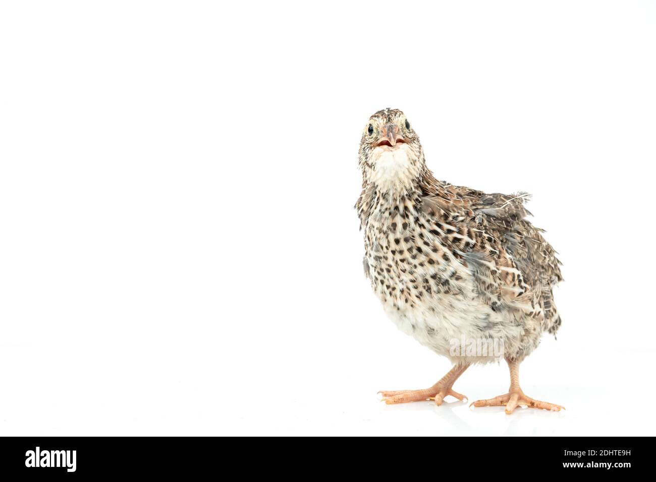 Isolierte japanische Wachtel auf weißem Hintergrund. Stockfoto