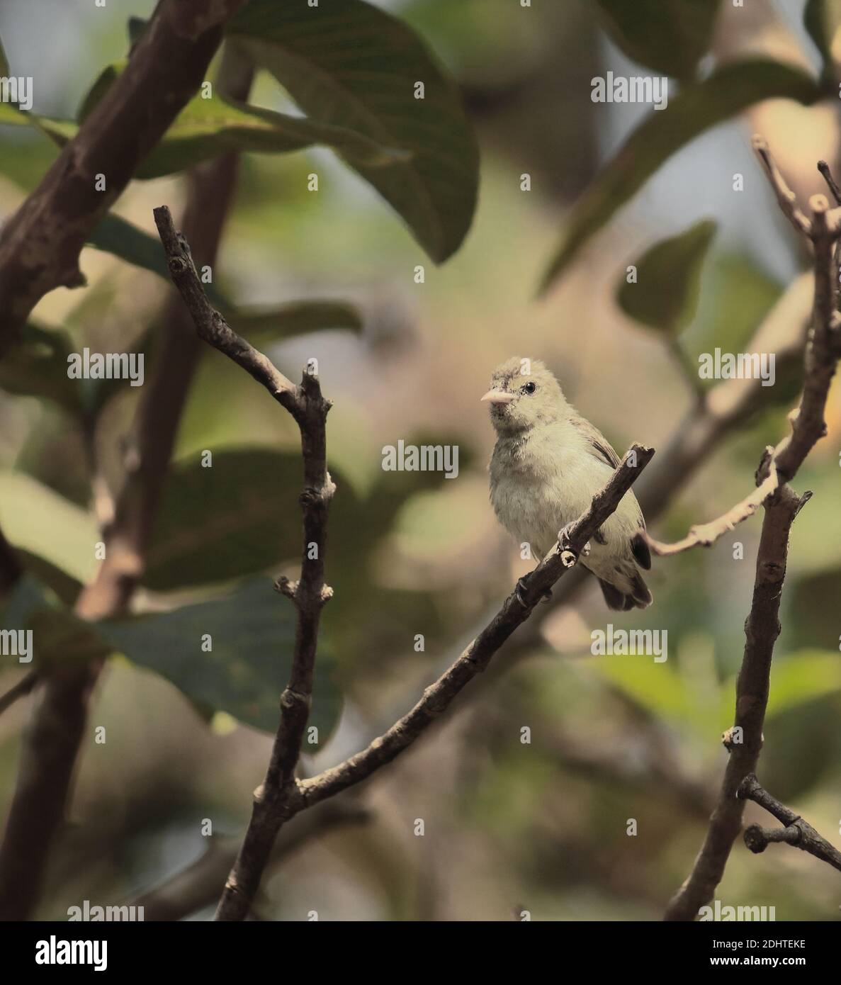 Ein blassschnabeler Blumenpecker oder der Blumenpecker des Tickells (dicaeum erythrorhynchos), der auf einem Ast, auf dem Land westbengals in indien barsch Stockfoto