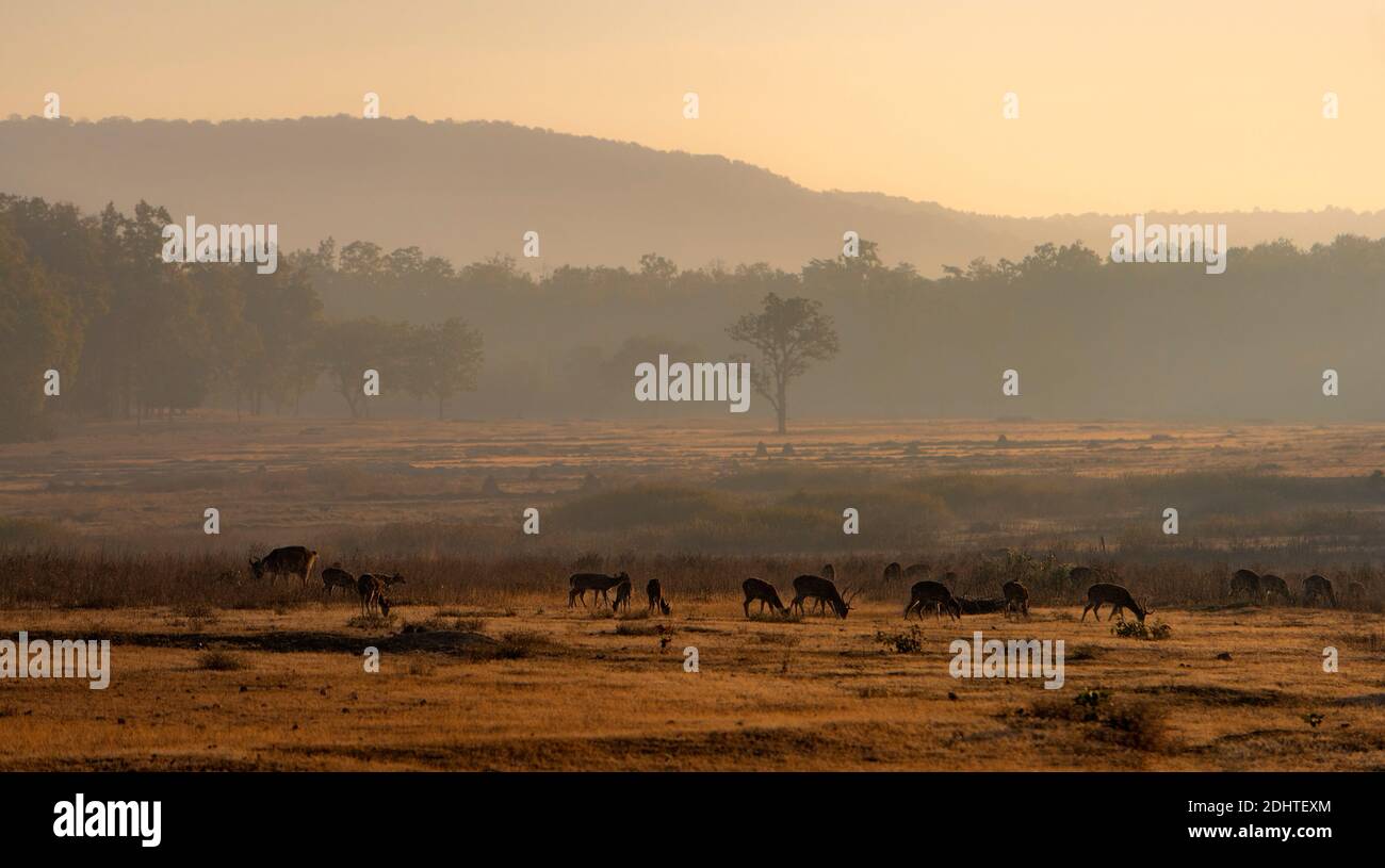 Morgen mit weidenden Sumpfrehe (Baresinga) im Kanha National Park, Madhya Pradesh, indien. Stockfoto