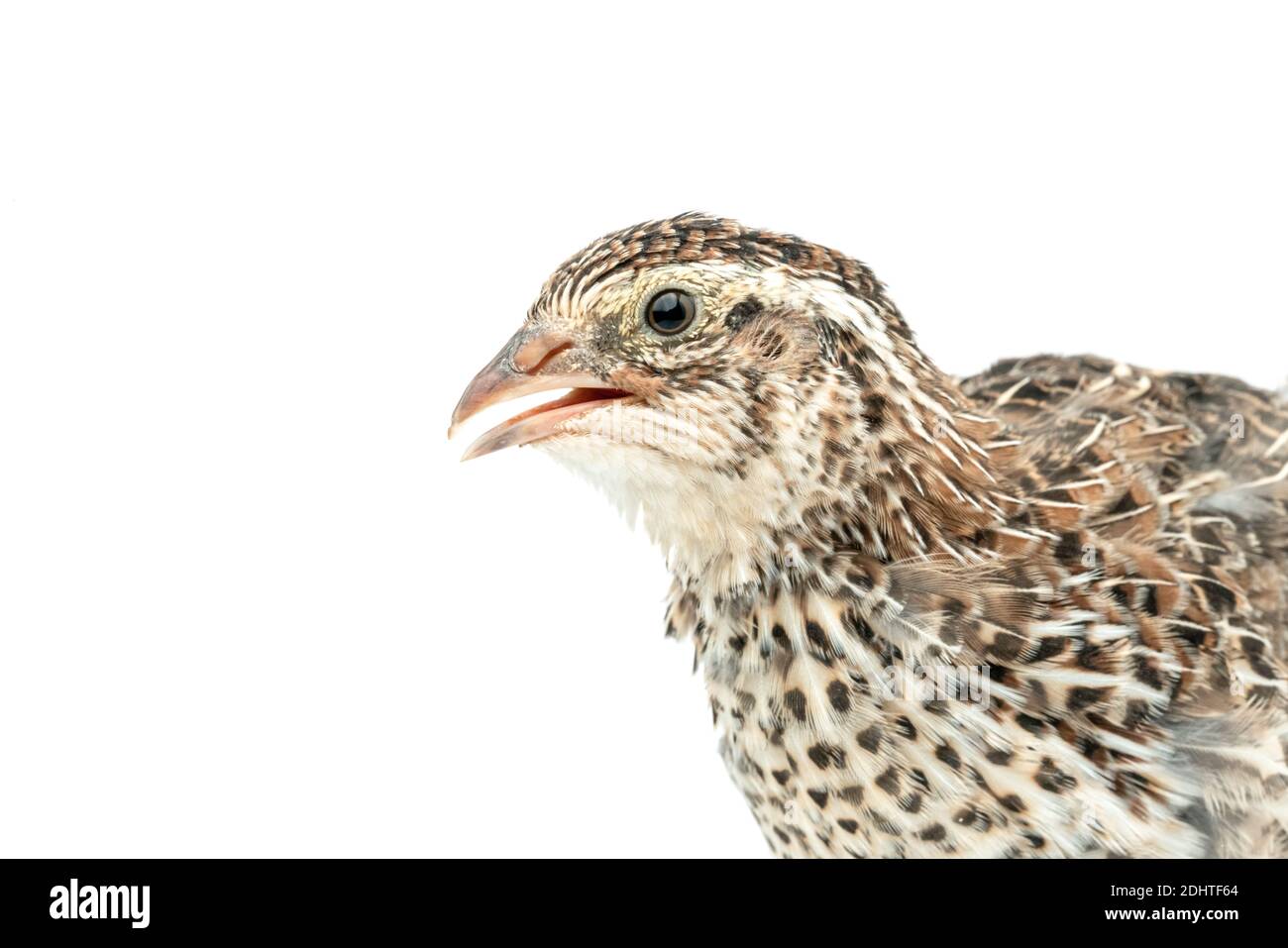 Isolierte japanische Wachtel auf weißem Hintergrund. Stockfoto
