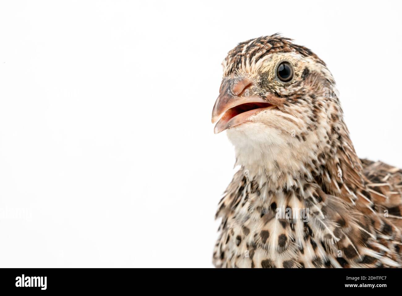 Isolierte japanische Wachtel auf weißem Hintergrund. Stockfoto