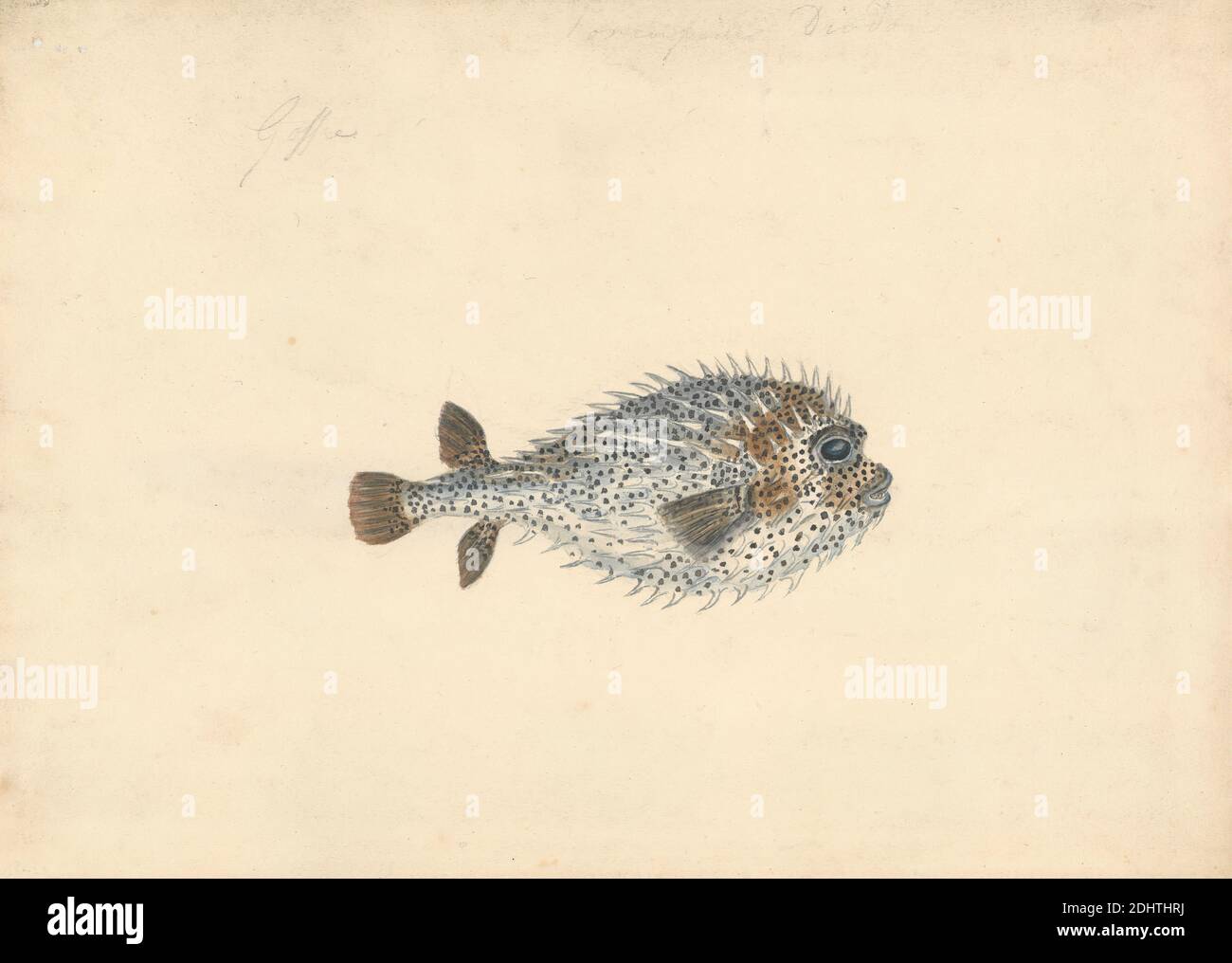 A Porcupine Fish, John Smart, 1741–1811, britisch, undatiert, Aquarell auf Medium, leicht strukturiert, cremefarbenes Wove-Papier, Blatt: 7 x 9/16in. (17.8 x 24,3 cm) und Blatt: 7 × 9 5/8 Zoll (17.8 × 24.4 cm), Tierkunst, Fisch Stockfoto