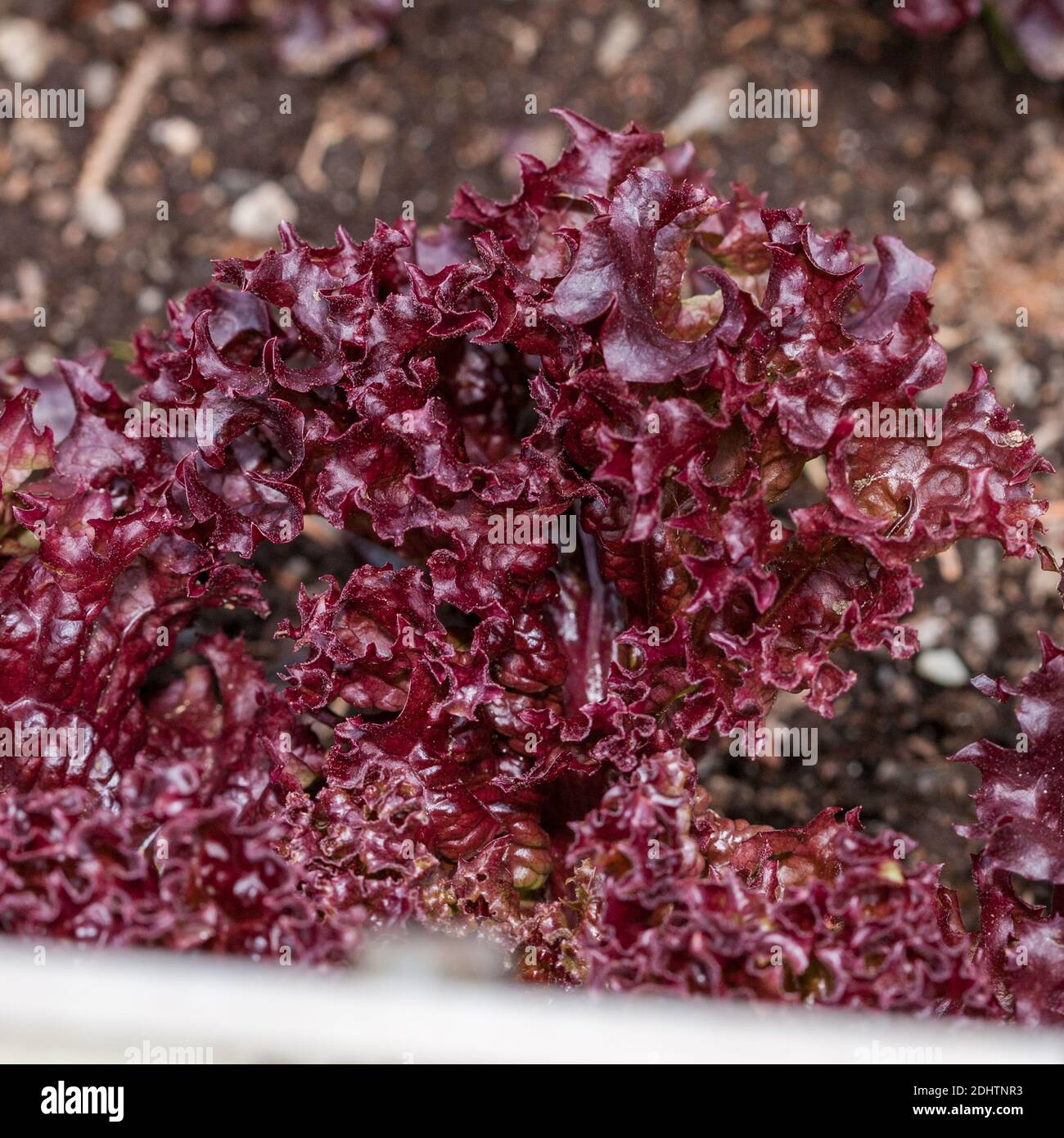 Lollo rossa Salat, Sallat (Lactuca sativa) Stockfoto