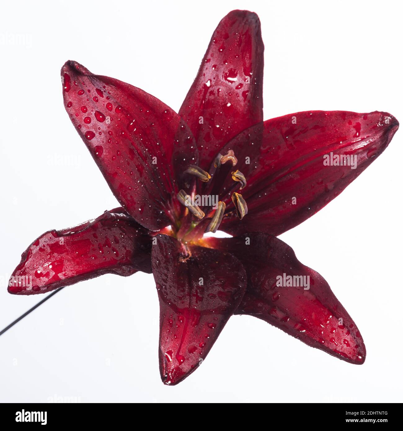 "Landini" Asiatische Lilie, (Lilium Asiatlilja Hybrid) Stockfoto