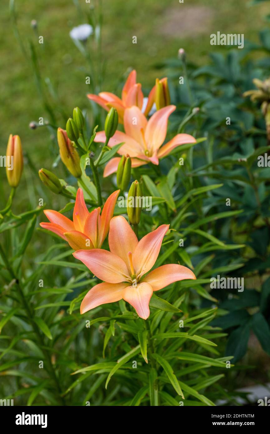 'Elodie' Asiatische Lilie, Asiatisk lilja (Lilium spp) Stockfoto