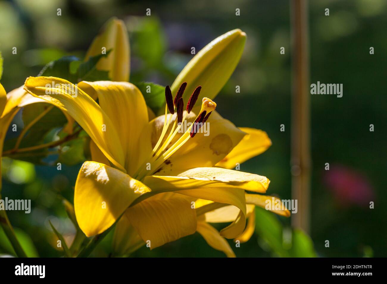 'VIT, Gul, Röd' Asiatische Lilie, Asiatisk lilja (Lilium asiatica) Stockfoto