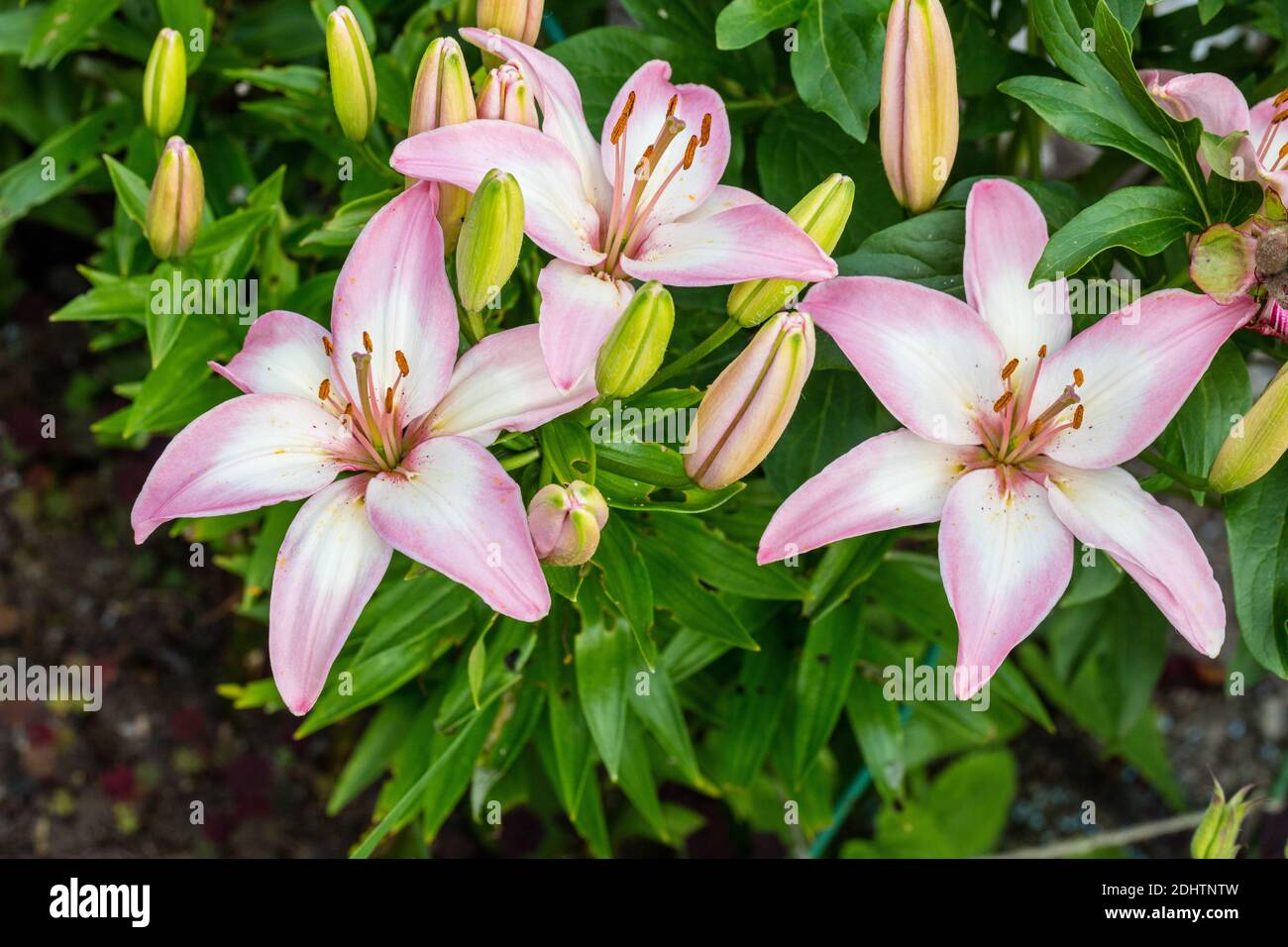 'Lollypop, Lolly Pop' Asiatische Lilie, Asiatisk lilja (Lilium spp) Stockfoto