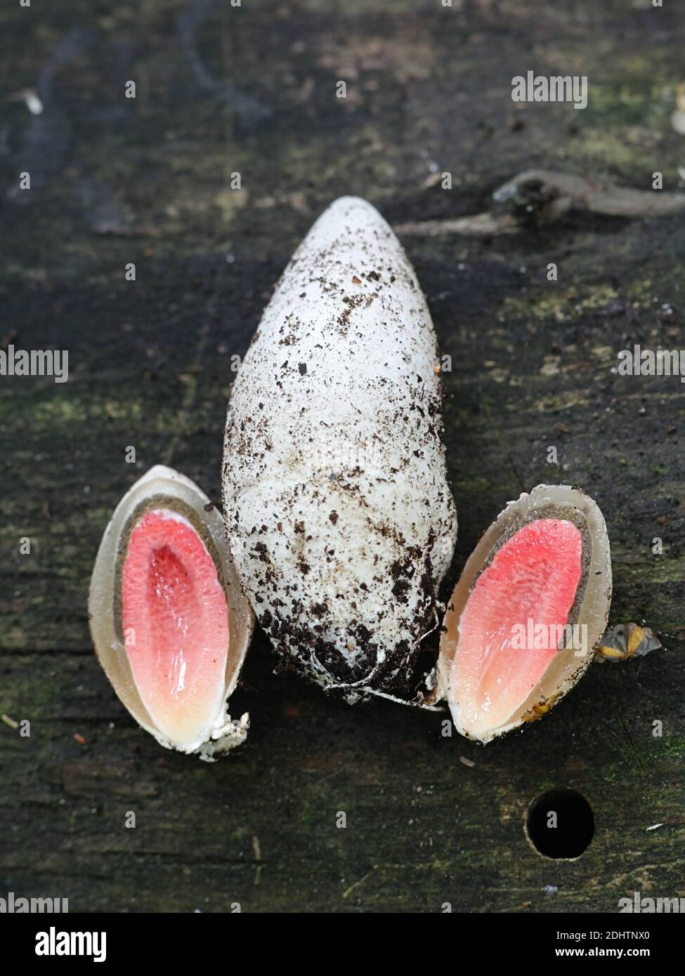 Mutinus ravenelii, bekannt als der rote Stinkhorn-Pilz, das Ei des Stinkhorns spaltet sich auf Stockfoto