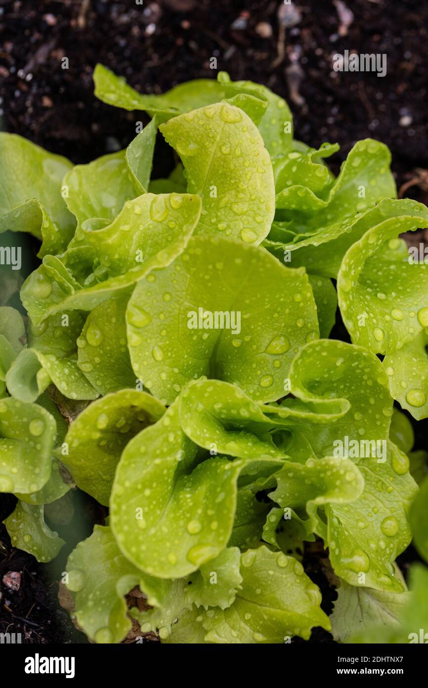Salat „Kagraner Sommer 2“, Sallat (Lactuca sativa) Stockfoto