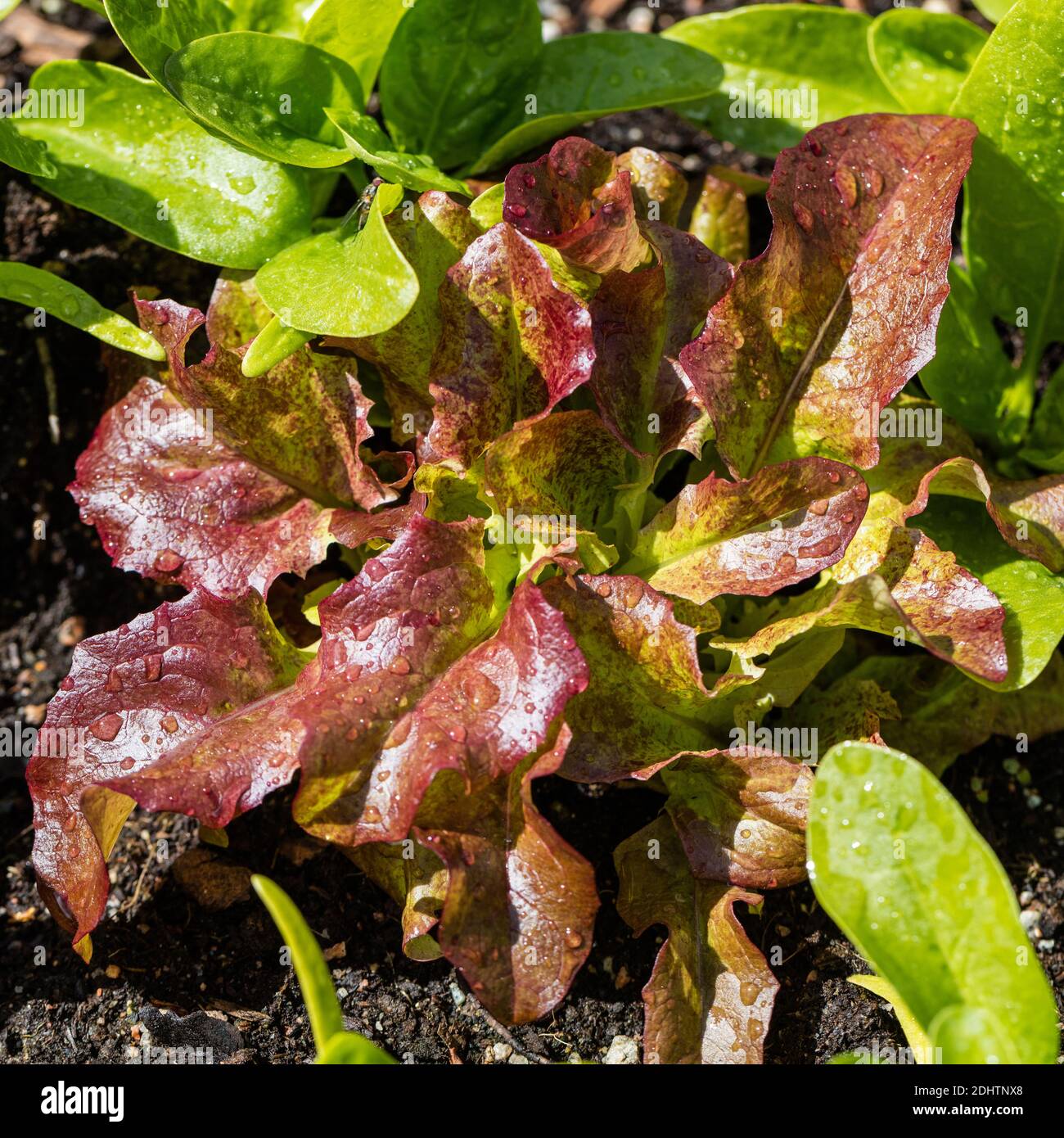 Amerikanischer Braune-Salat, Sallat (Lactuca sativa) Stockfoto