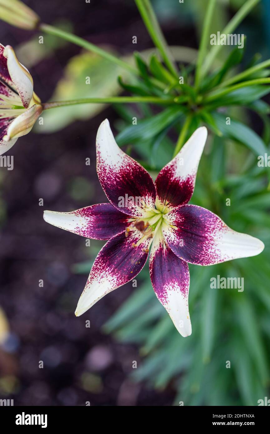 'Tango Cappuccino' Asiatische Lilie, Asiatisk lilja (Lilium hollandicum) Stockfoto