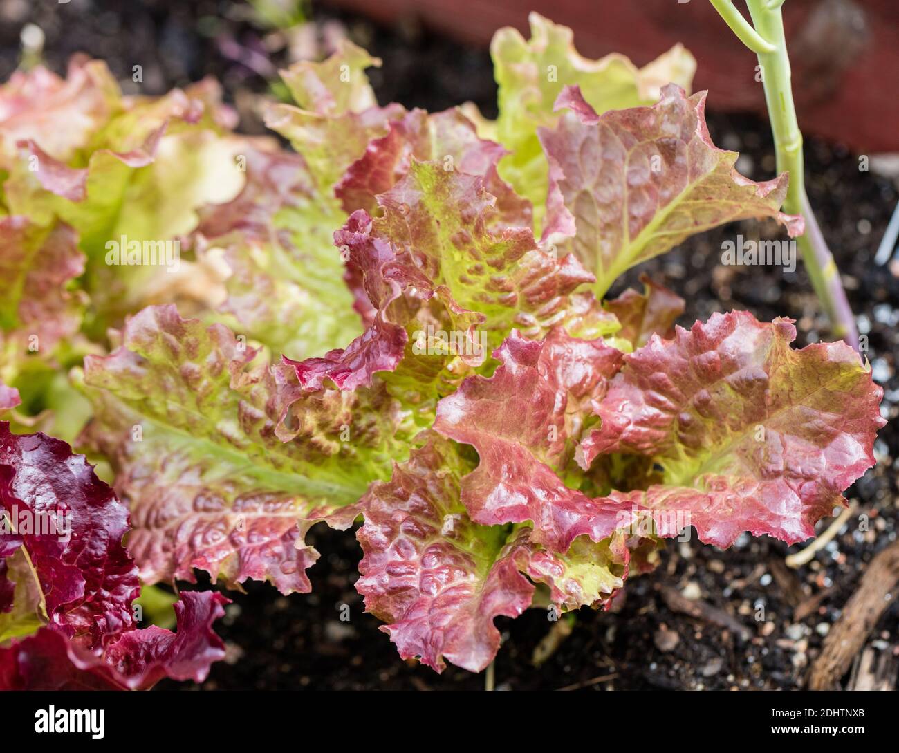 Amerikanischer Braune-Salat, Sallat (Lactuca sativa) Stockfoto