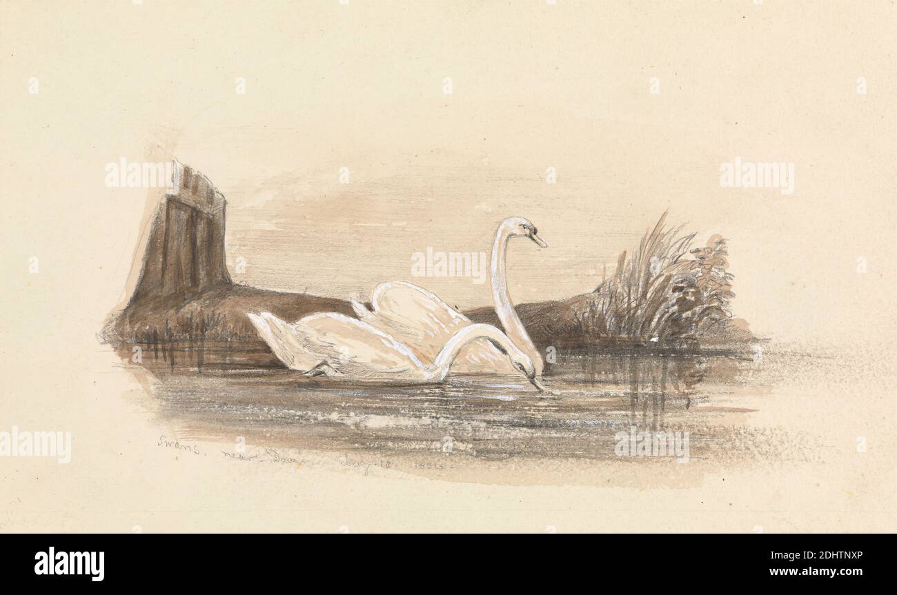 Two Swans on a Lake, unbekannter Künstler, zwischen 1826 und 1866, Braune Waschung, Grauwäsche, Graphit und weiße Gouache, Blatt: 5 1/4 x 8 13 Zoll (13.3 x 22,4 cm Stockfoto