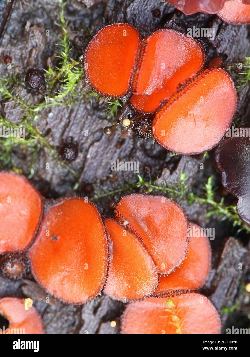 Scutellinia scutellata, bekannt als die Wimpernschale, die Molly Augenzwinker, die Scharlach Elf Kappe, die Wimpernpilz oder die Wimpernpixie Tasse, wilder Mushroo Stockfoto