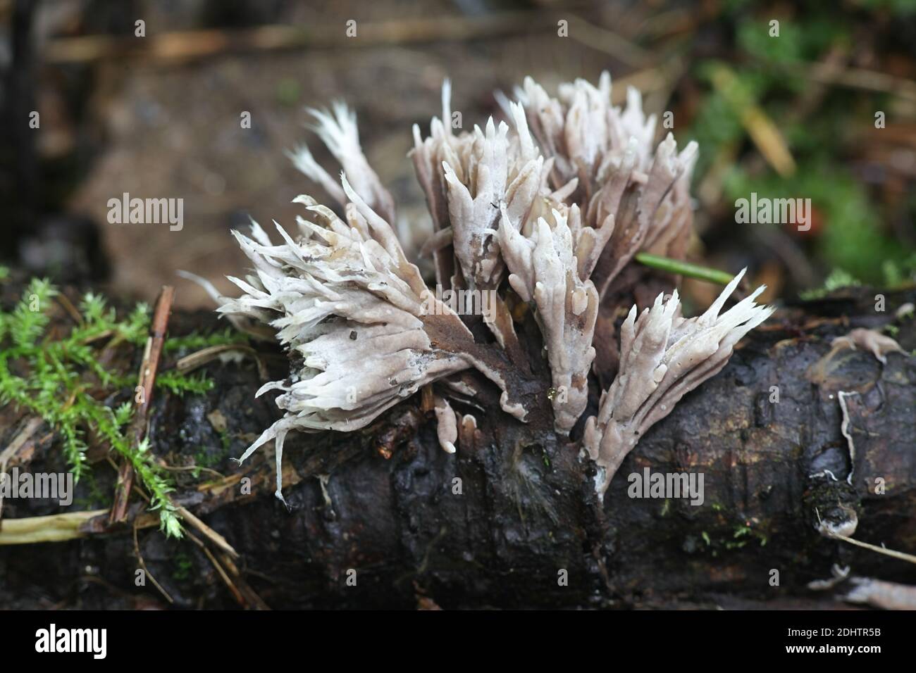 Thelephora penicillata (syn. Phylacteria mollissima), bekannt als Urchin Earthfan, wilder Pilz aus Finnland Stockfoto