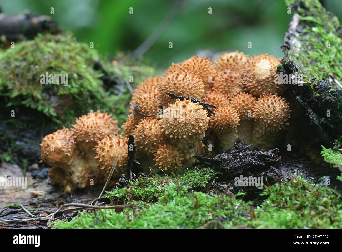 Shaggy Scalycap, Pholiota squarrosa, auch bekannt als Shaggy Pholiota, oder Scaly Pholiota, Wildpilz aus Finnland Stockfoto