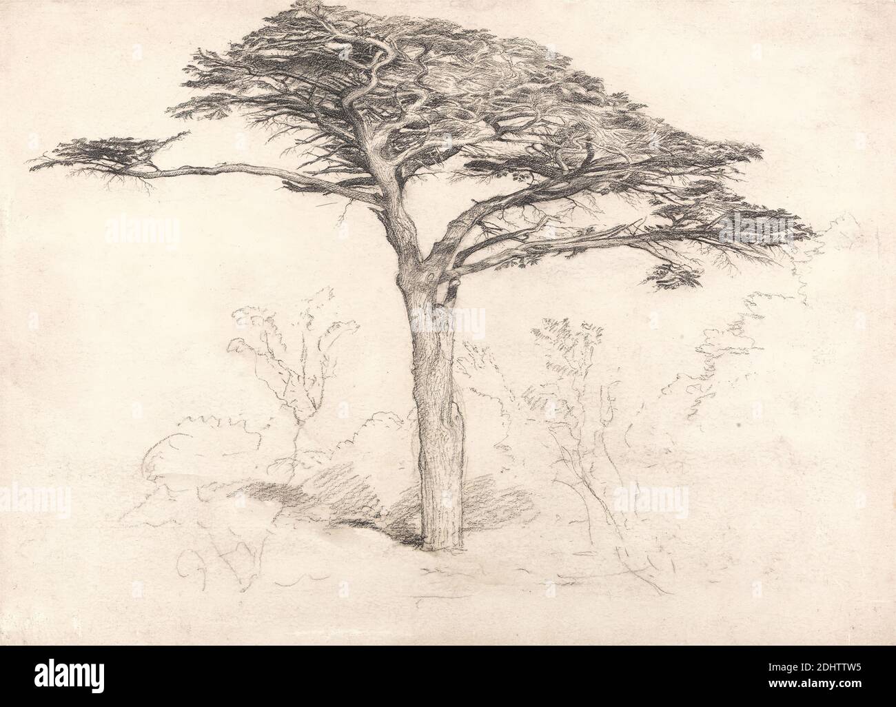 Alter Zedernbaum im Botanischen Garten, Chelsea, Samuel Palmer, 1805–1881, britisch, tätig in Italien (1837–39), 1854, schwarze Kreide und Graphit auf dickem, mäßig strukturiertem, cremefarbenem Papier, Blatt: 10 1/2 × 14 1/2 cm (36.8 × 26.7 Zoll) und Rahmen: 17 1/4 x 23 1/2 x 1 Zoll (43.8 x 59.7 x 2,5 cm), Zeder, Landschaft, Baum, Chelsea, Chelsea Physic Garden, England, Europa, London, Vereinigtes Königreich Stockfoto