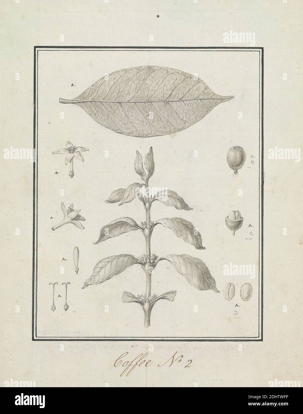 Coffea arabica L. (Arabica-Kaffee): Fertige Zeichnung von Blattspieß, mit Details von Blumen, Blättern und Früchten, Luigi Balugani, 1737–1770, italienisch, ca. 1768, Stift und schwarze Tinte, grau waschen über Graphit auf Meduim, leicht strukturiert, cremefarbenen Papier gelegt, Blatt: 11 × 8 5/8 Zoll (27.9 × 21.9 cm), Zeitgenössische gezeichnete Grenze: 7 3/4 × 6 1/16 Zoll (19.7 × 15.4 cm), und Bild: 7 9/16 × 5 7/8 Zoll (19.2 × 14.9 cm Stockfoto