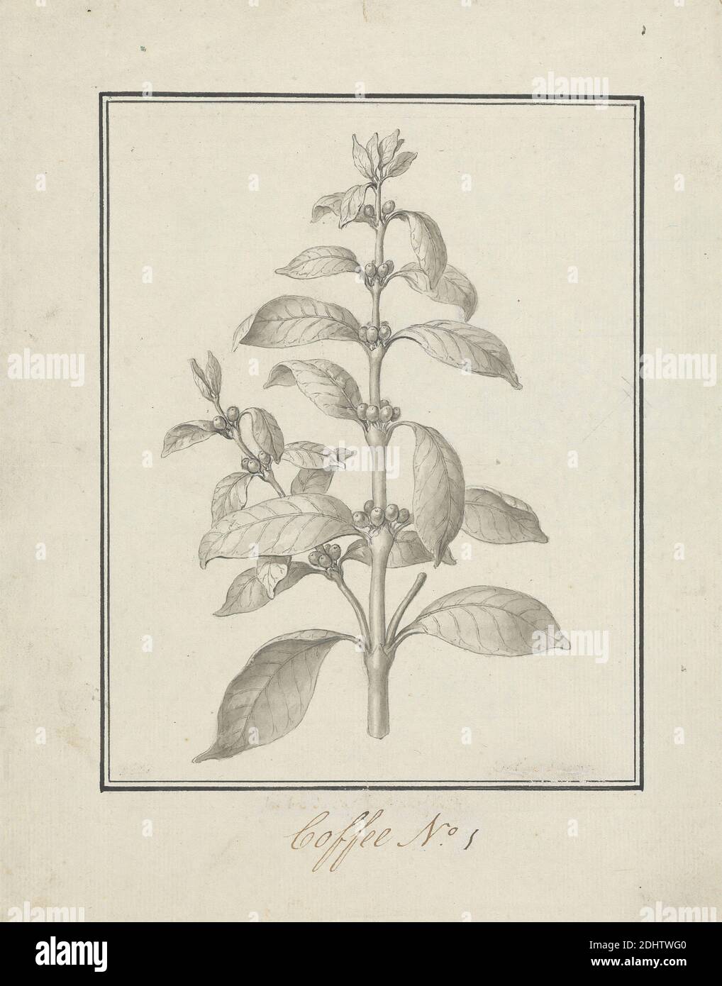 Coffea arabica L. (Arabica-Kaffee): Fertige Zeichnung von Blattstrieb und Beeren, Luigi Balugani, 1737–1770, italienisch, ca. 1768, Stift und schwarze Tinte, grau waschen über Graphit auf mäßig dick, mäßig strukturiert, gebläute weiße, Papier gelegt, Blatt: 10 3/4 × 8 5/8 Zoll (27.3 × 21.9 cm), Zeitgenössische gezeichnete Grenze: 7 3/4 × 6 1/16 Zoll (19.7 × 15.4 cm), und Bild: 7 1/2 × 5 7/8 Zoll (19.1 × 14.9 cm Stockfoto