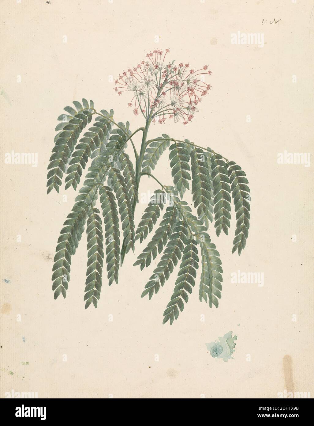 Albizia gummifera (J.F. Gmel.) C.A. Sm (Gummy Albizia Tree): Fertige Zeichnung des Blütenkopfes, mit Details von Blütenstand, Blümchen und Blatt, Luigi Balugani, 1737–1770, italienisch, vormals James Bruce, 1730–1794, britisch, ca. 1768, Aquarell, Gouache und Graphit auf Medium, leicht strukturiert, cremefarbenes Papier, Blatt: 12 3/8 × 9 3/4 Zoll (31.4 × 24.8 cm), botanischer Gegenstand Stockfoto
