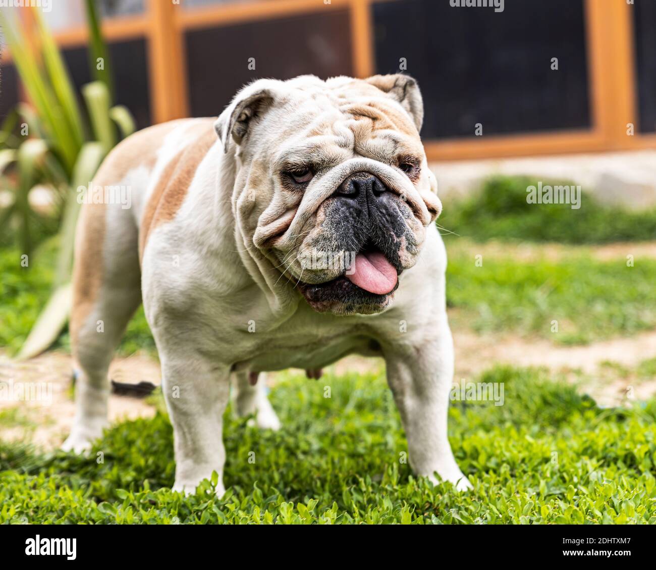 English Bulldog mit Falten Gesicht. Sweet, Gentle Pet im Hinterhof. Der beste Freund des Mannes. Stockfoto