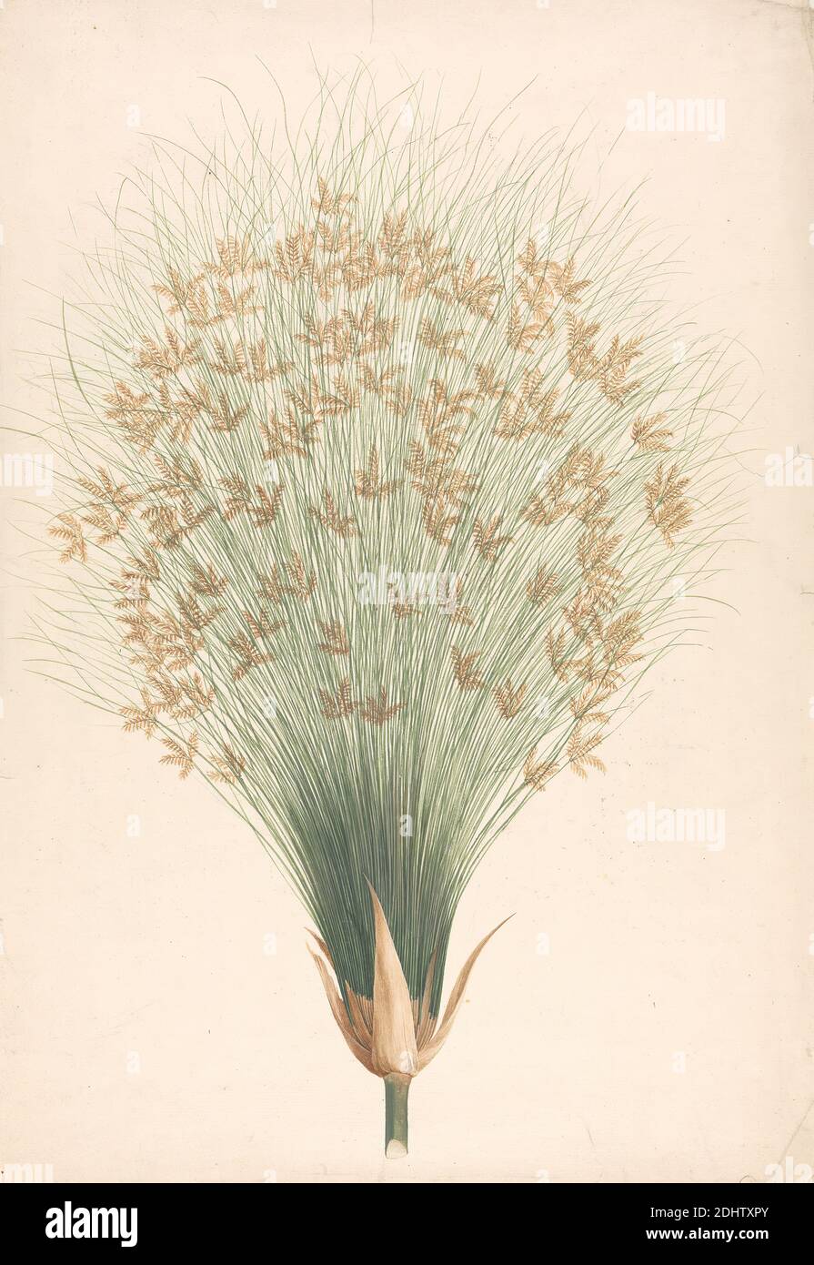 Musa x sapientum L. (Banana): Fertige Zeichnung mit Details des Blütenstands, James Bruce, 1730–1794, britisch, undatiert, Aquarell und Gouache über Graphit auf Medium, leicht strukturiert, cremefarbenes Papier, Blatt: 20 1/2 × 14 1/2 Zoll (52.1 × 36.8 cm Stockfoto