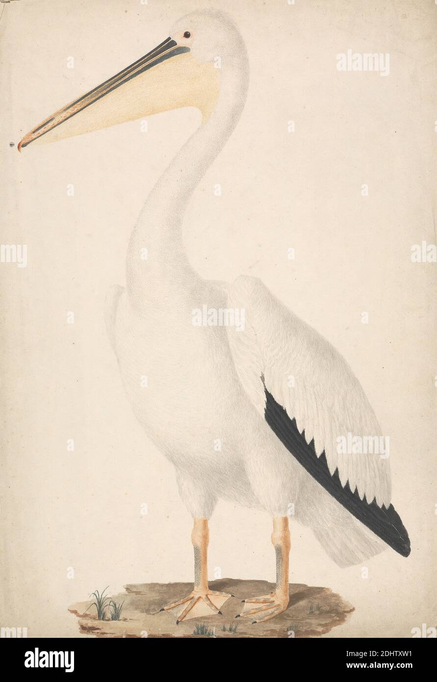 Unidentifiziertes Huftier, James Bruce, 1730–1794, britisch, undatiert, Aquarell über Graphit auf Medium, leicht strukturiert, cremefarbenes Papier, Blatt: 13 1/8 × 15 Zoll (33.3 × 38.1 cm), Tierkunst Stockfoto
