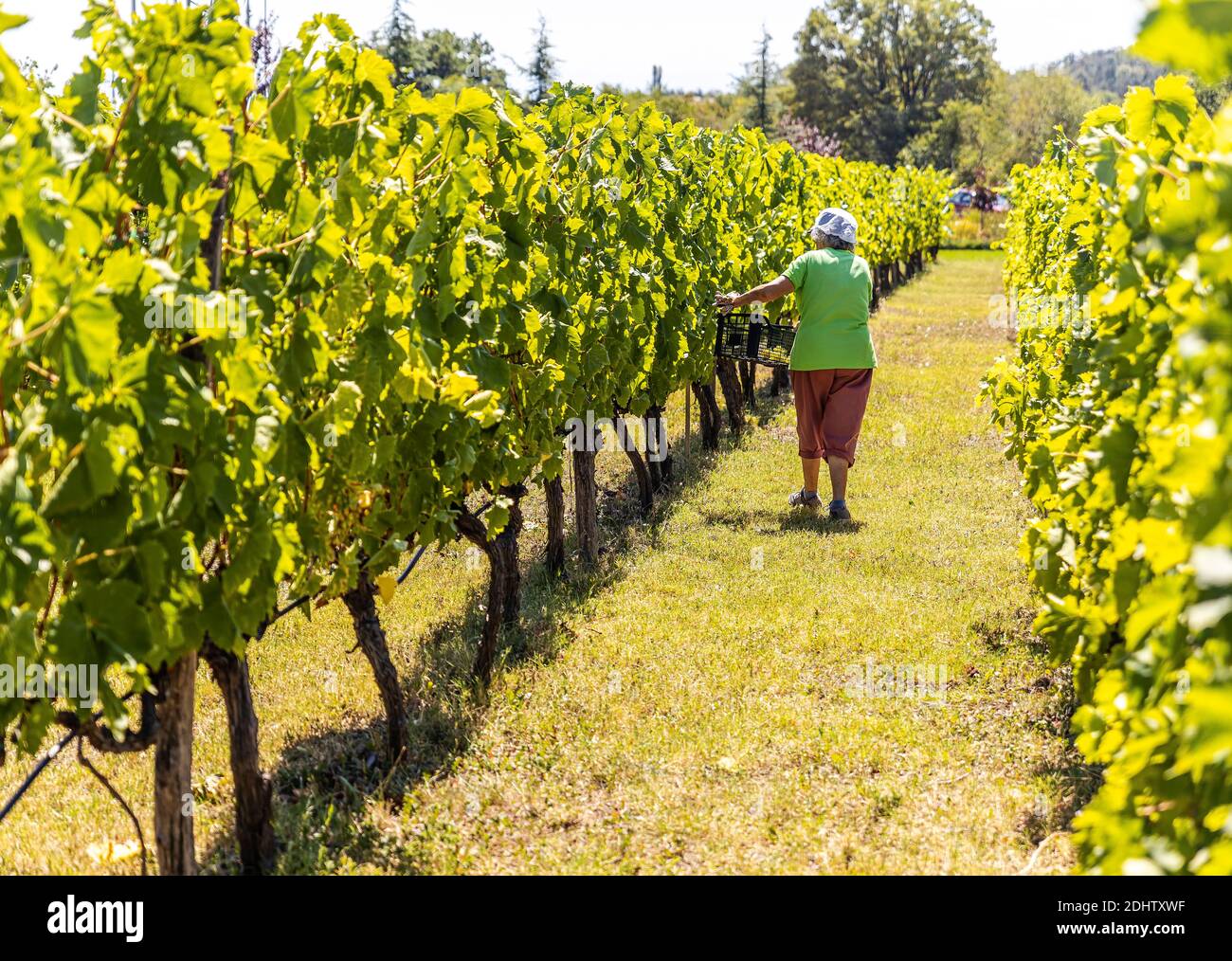 Weinreben erntemaschine Fotos und Bildmaterial in hoher Auflösung Alamy