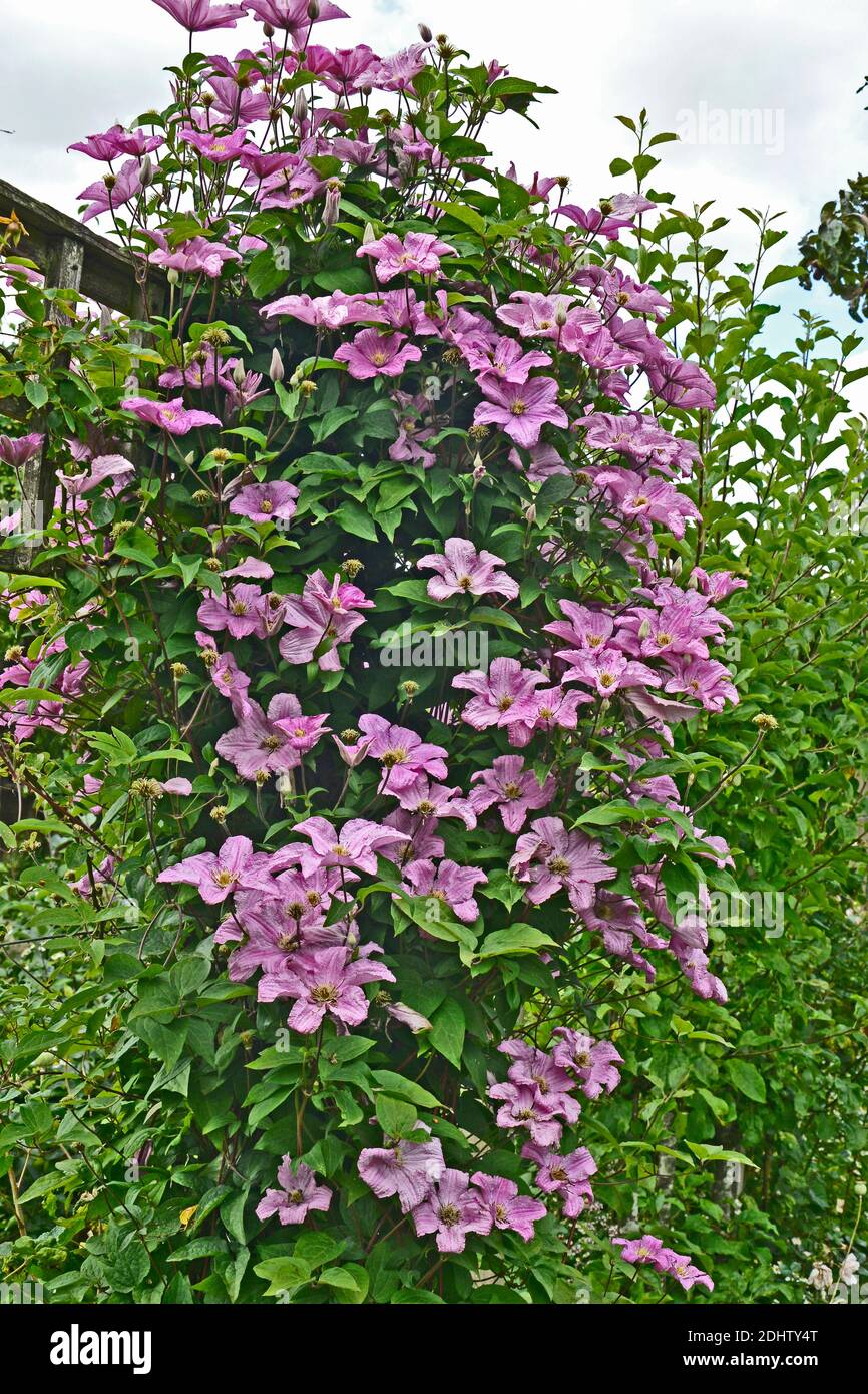 Taylors Clematis 'Comtesse de Bouchard' Klettern in einem Garten Stockfoto