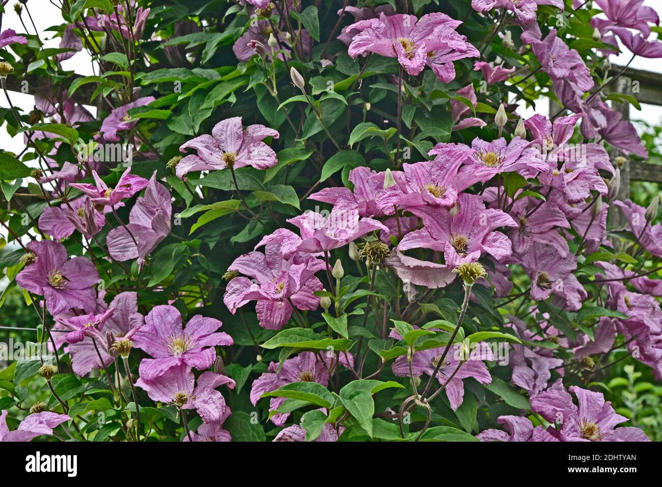 Taylors Clematis 'Comtesse de Bouchard' klettert über einen Baum Stockfoto