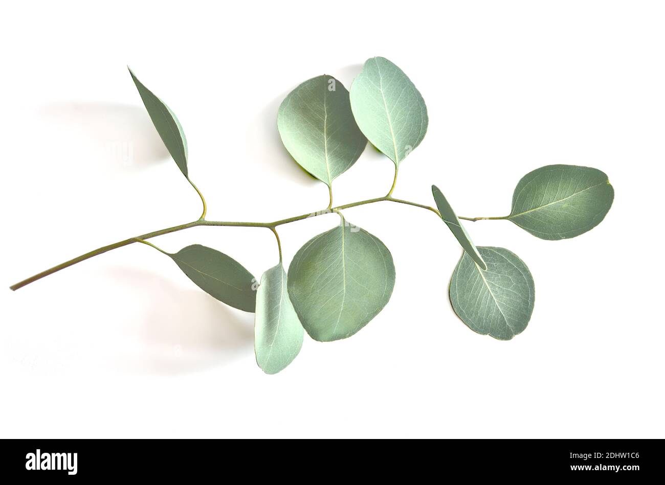 Eucaliptys Zweig mit silbergrünen Blättern auf weißem Hintergrund aus nächster Nähe. Flach liegend, Draufsicht. Medizinische, aromatische Pflanzen und zarte Grünpflanzen für Dekorationen Stockfoto