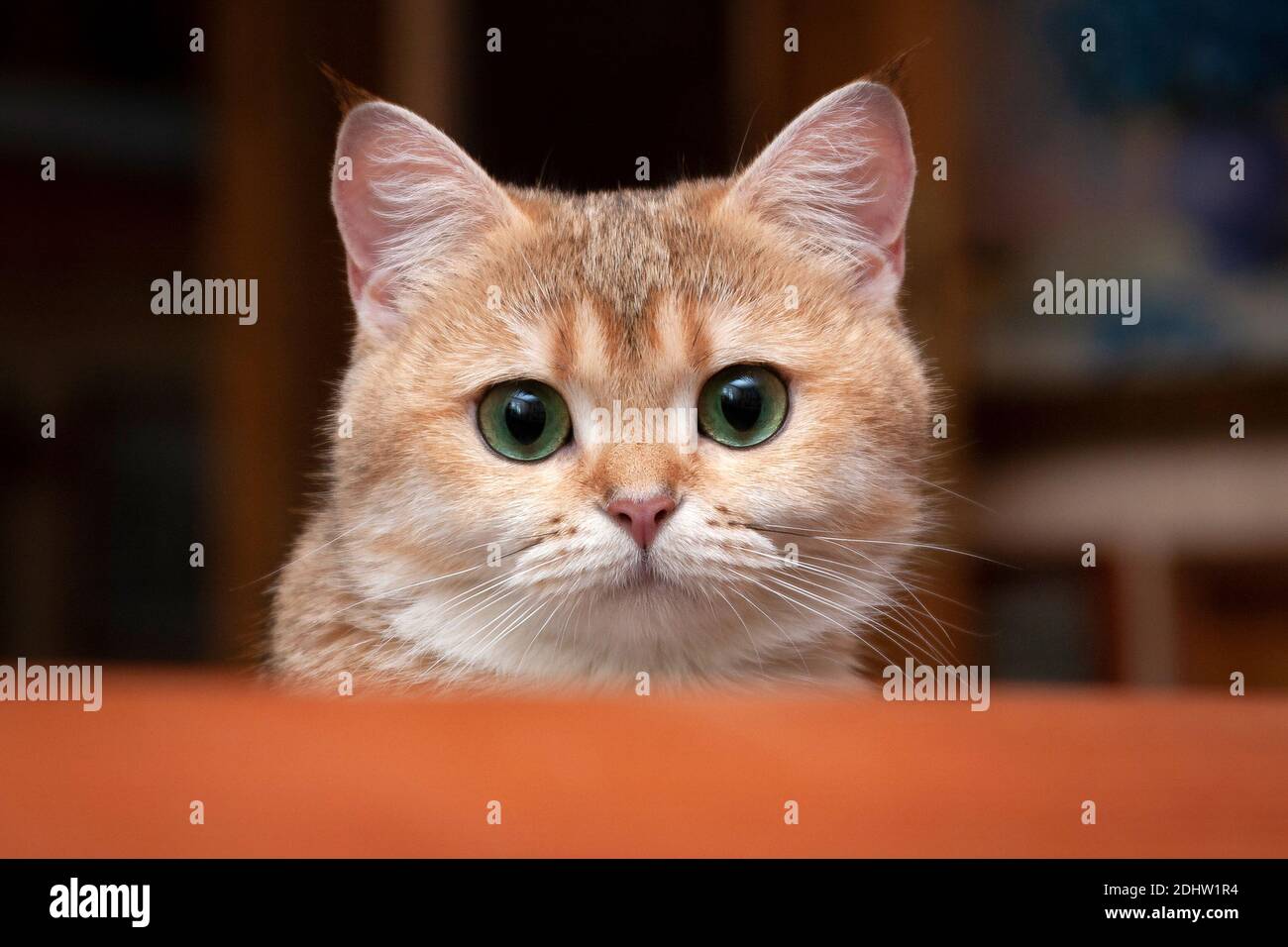 Eine goldene Katze mit charmanten grünen Augen schaut auf die Kamera Stockfoto