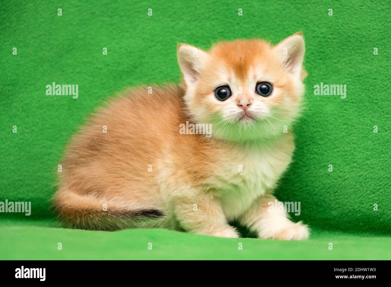 Charming Little British Kitty Farbe Gold Chinchilla BRI ny 12 Nahaufnahme auf grünem Hintergrund Stockfoto