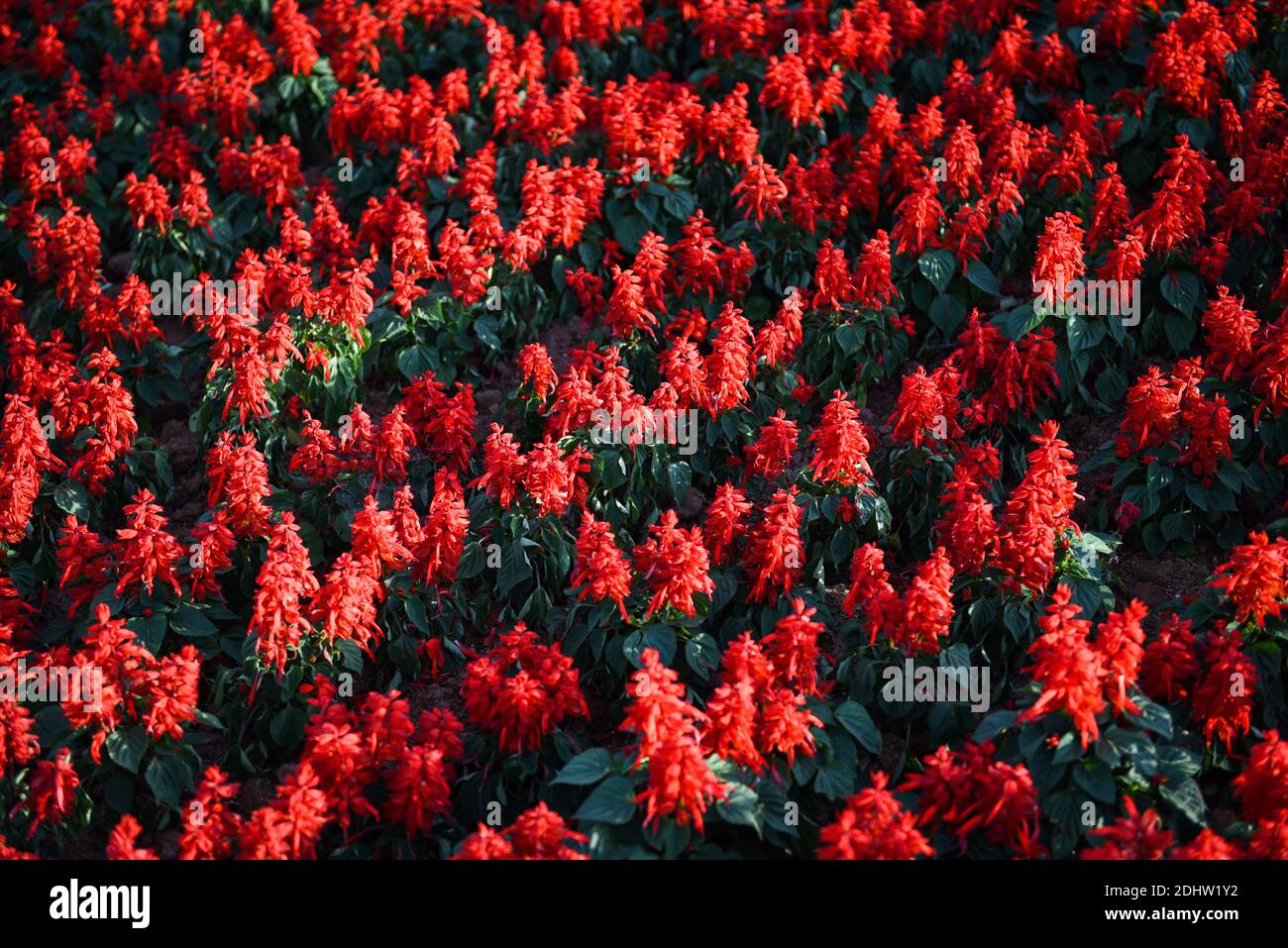 Salvia Blumen im Garten, schöne blühende Blumen Rote Salvia (Salvia splendens) Stockfoto