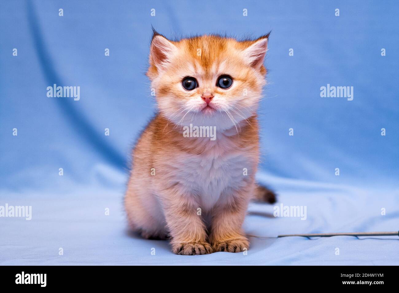 Lustige Kätzchen britische Rasse Golden Color sitzt und starrt an Die Kamera Stockfoto