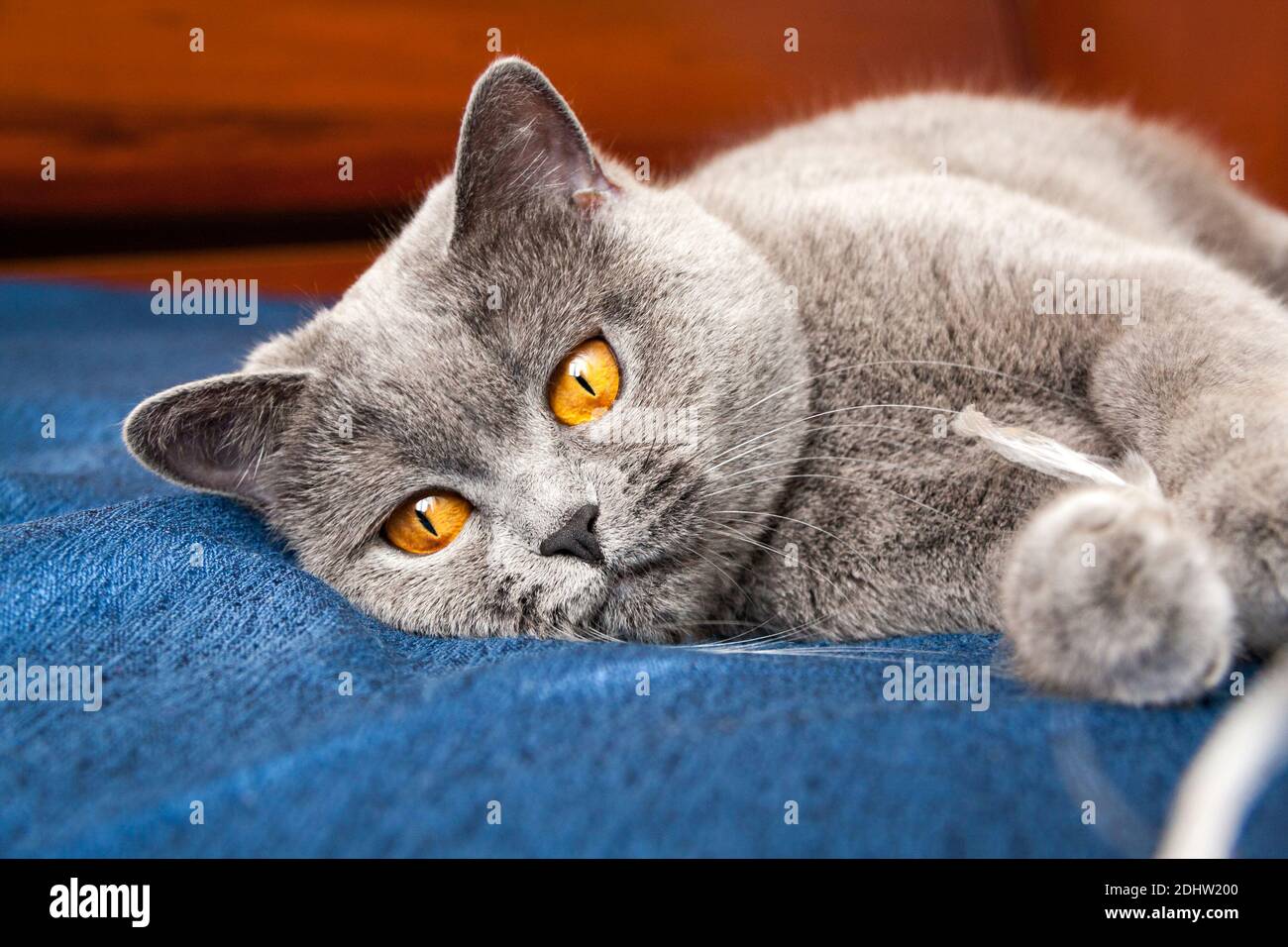 Nachdenkliche Katze auf der Couch liegend, Britisch Kurzhaar blaue Farbe mit orangefarbenen Augen Stockfoto