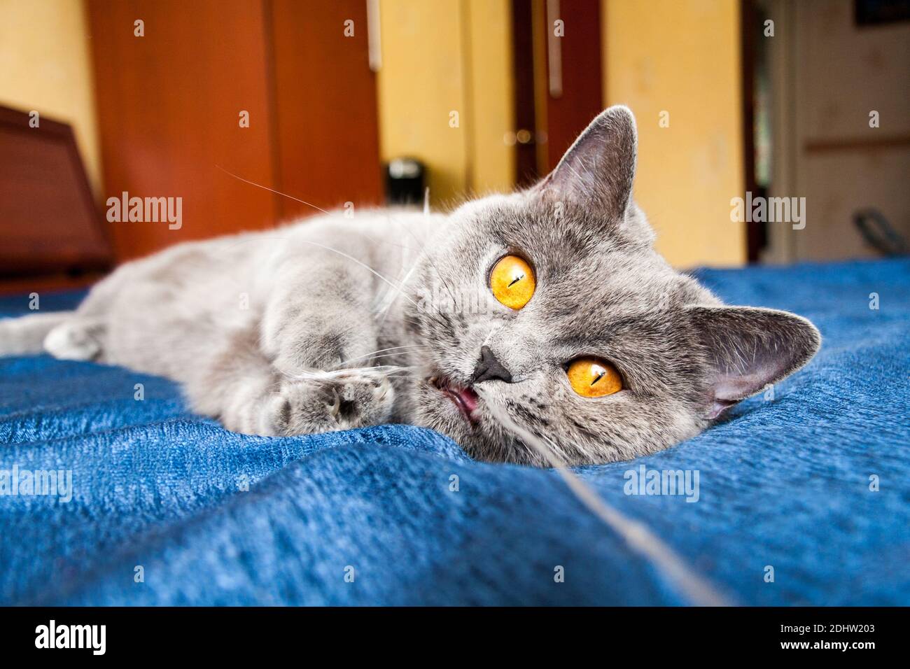 Die Katze liegt auf der Couch und kaut das Seil, eine britische blaue Katze mit orangefarbenen Augen Stockfoto