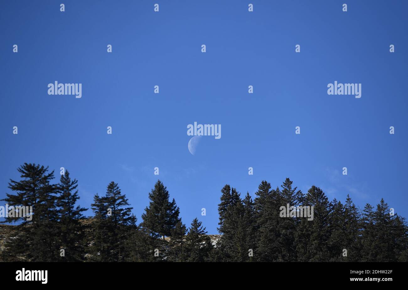 (201212) -- QILIAN, 12. Dezember 2020 (Xinhua) -- der Mond steigt über dem Wald im Bezirk Qilian, nordwestlich der chinesischen Provinz Qinghai, 8. Dezember 2020. (Xinhua/Zhang Hongxiang) Stockfoto